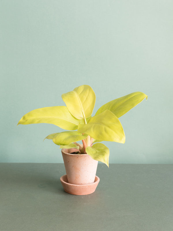 Philodendron Malay Gold - Baby