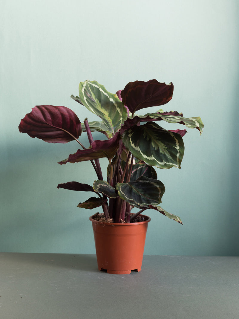 Calathea roseopicta Medallion