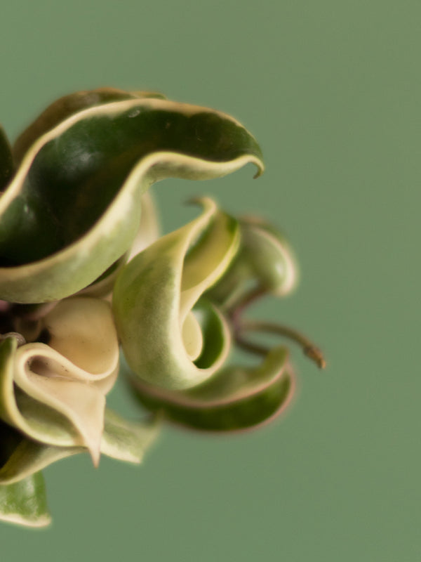Hoya Carnosa Compacta bicolor baby