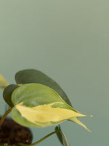 Philodendron Scandens Brasil závěs