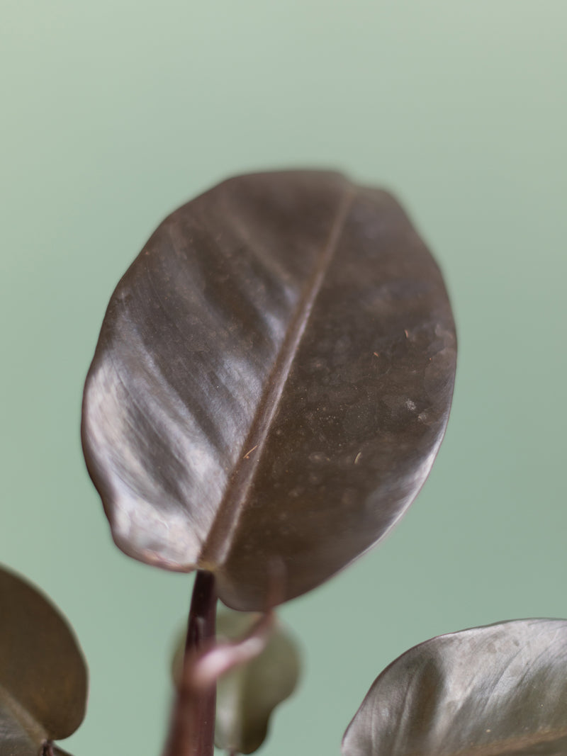 Philodendron Black Cardinal