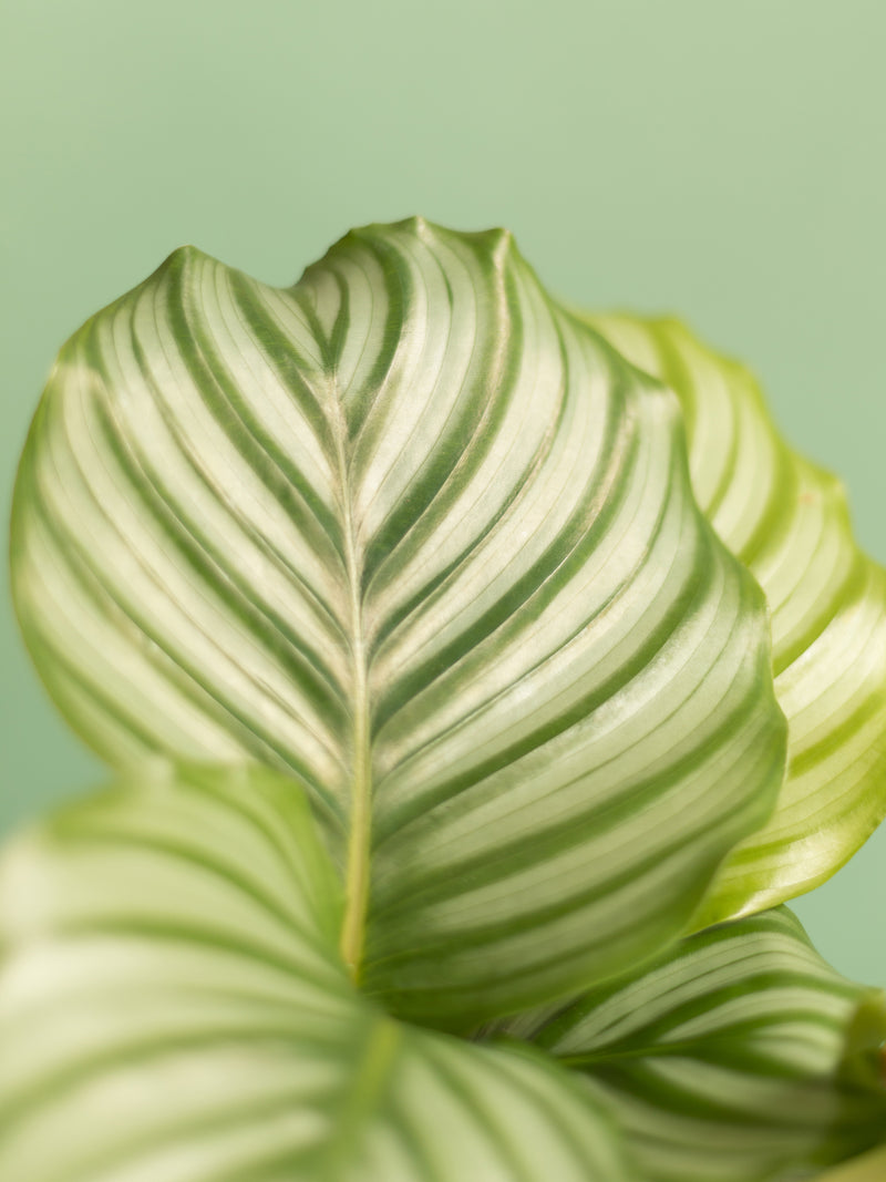 Calathea orbifolia