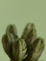 Crassula Pyramidalis