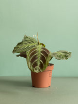 Maranta leuconeura 'Exclusive Dark'