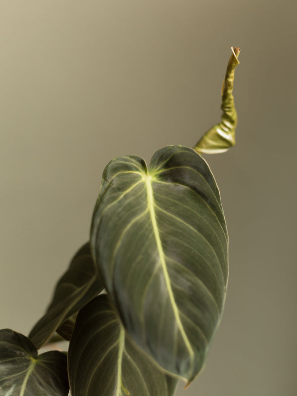 Philodendron Melanochrysum