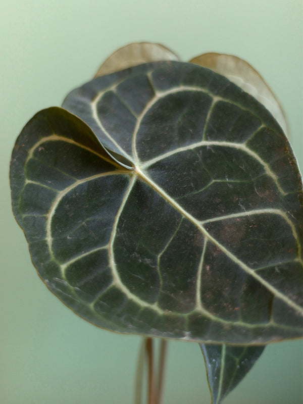 Anthurium Clarinervium  