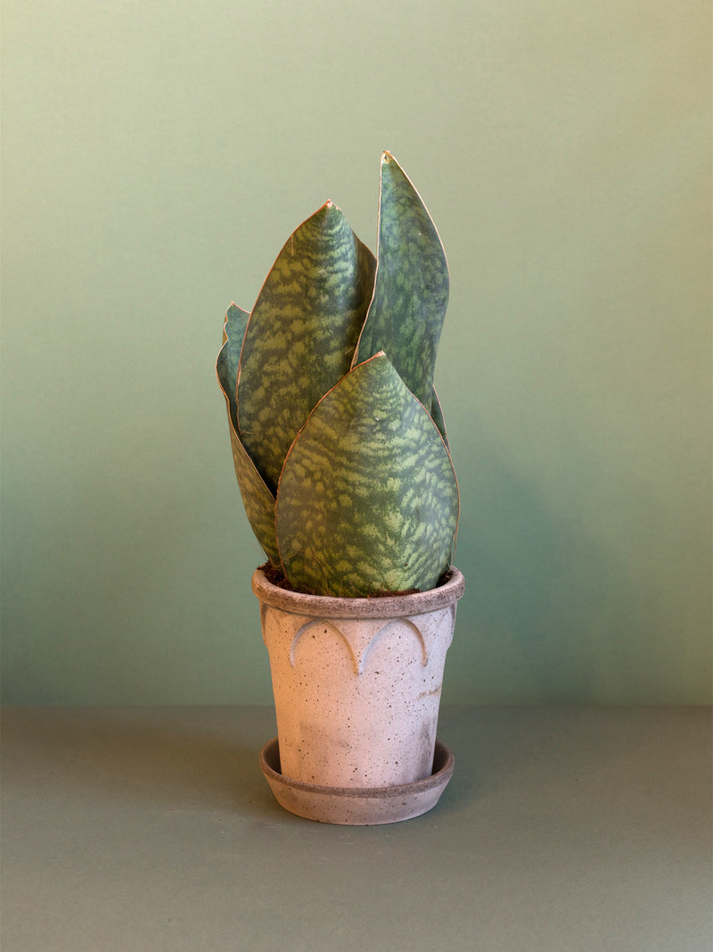  Sansevieria Masoniana a Bergs Potter