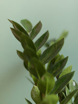Zamioculcas Zamiifolia