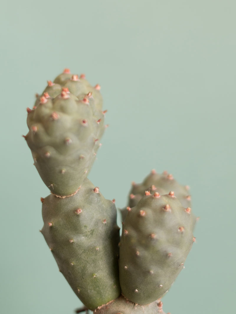 Tephrocactus Geometricus