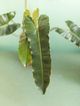 Philodendron Billietiae x Atabapoense