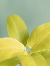 Philodendron Malay Gold - Baby