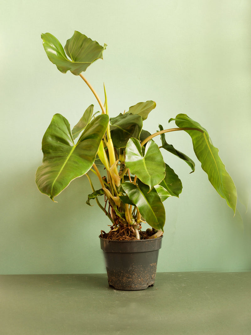 Philodendron Burle Marx