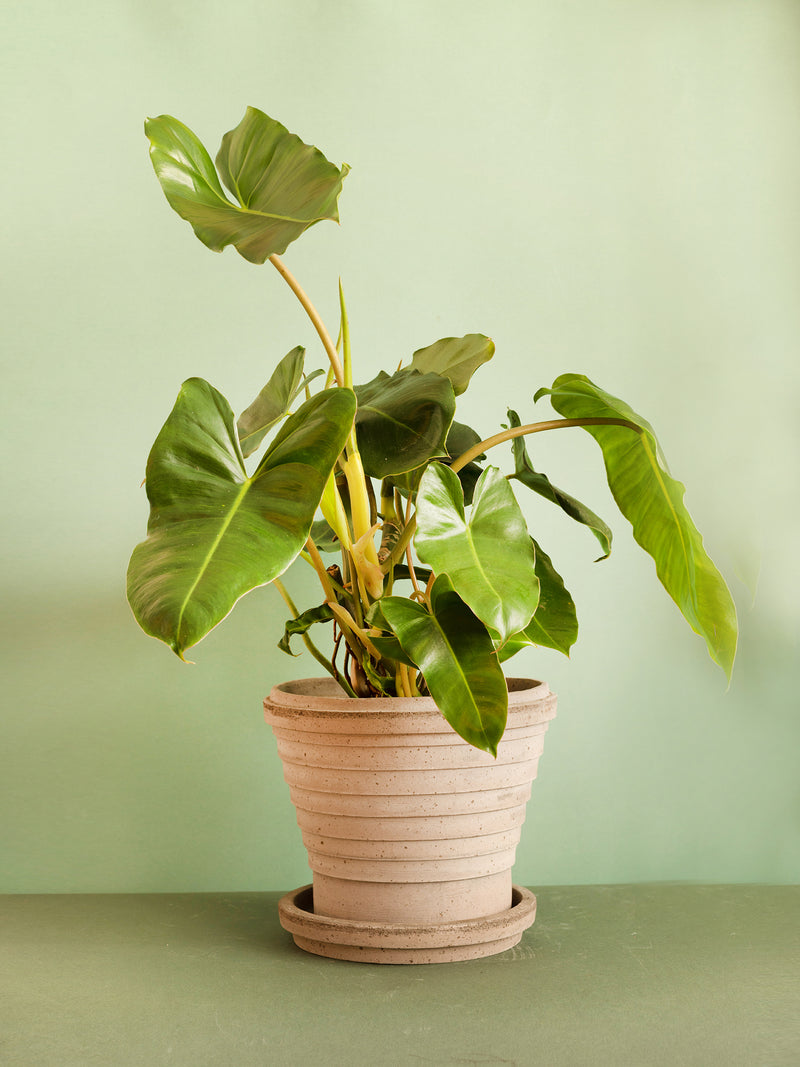 Philodendron Burle Marx