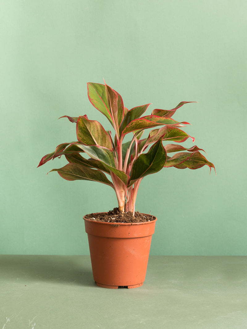 Aglaonema Crete