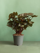 Syngonium Maria