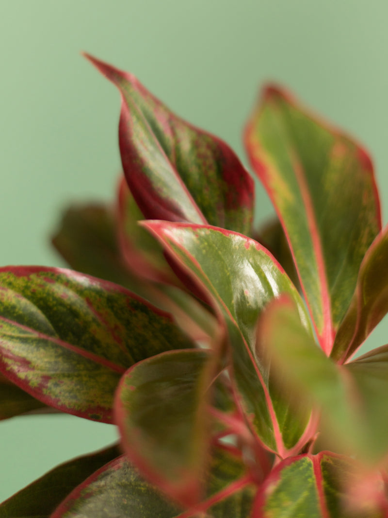 Aglaonema Crete