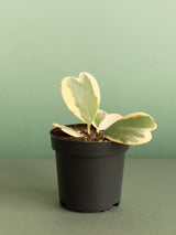 Hoya Kerrii variegata
