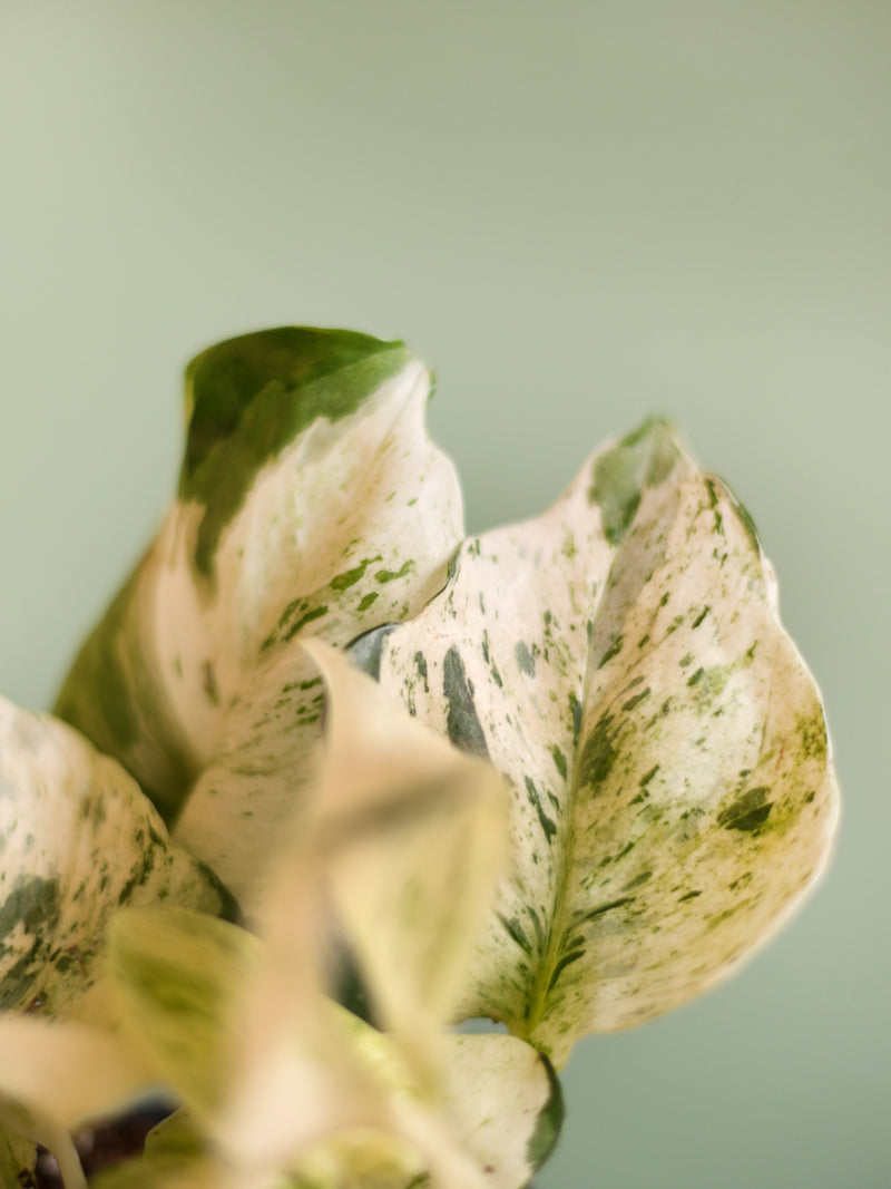 exotenherz - lierre blanc coloré - Epipremnum Happy Leaf