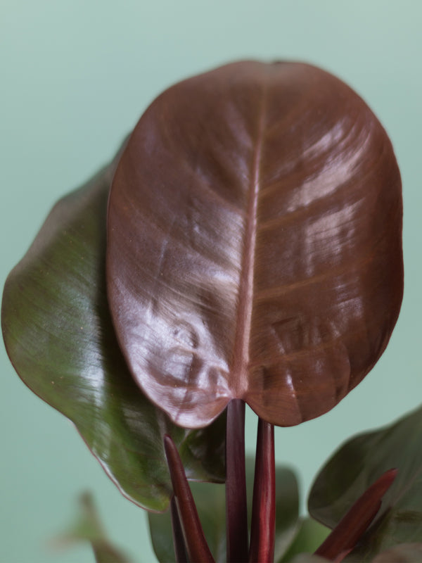 Philodendron Cherry Red