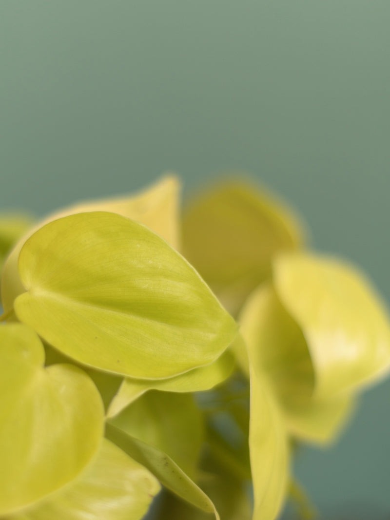 Philodendron Scandens Lemon Lime
