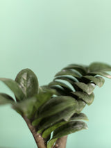 Zamioculcas zamiifolia Zenzi