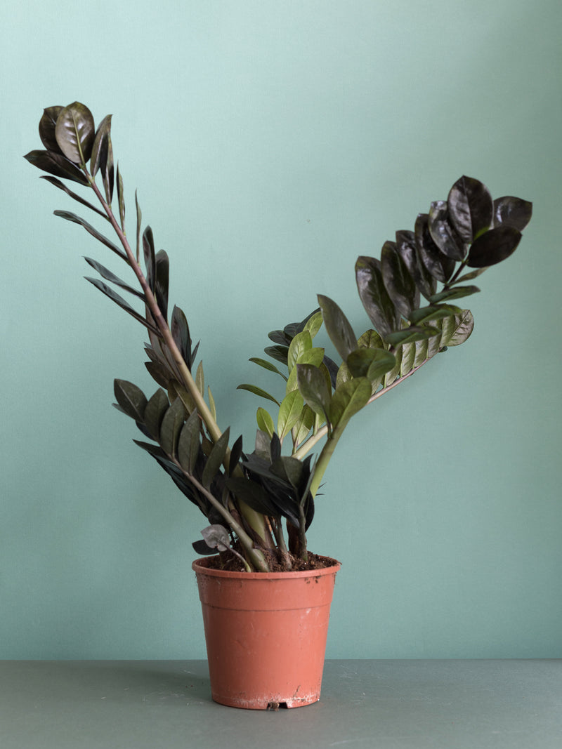 Zamioculcas Zamiifolia Black Raven