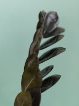 Zamioculcas Zamiifolia Black Raven